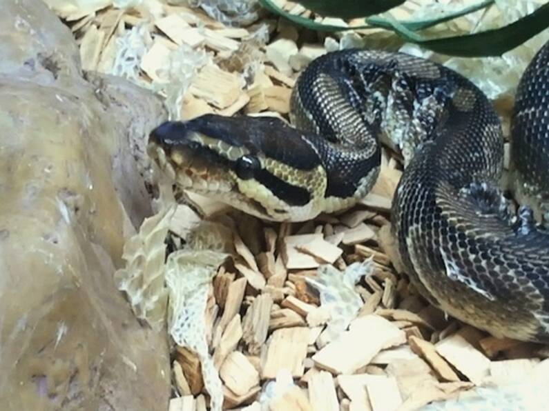 ISPCA looking for a special home for rescued python named Penelope