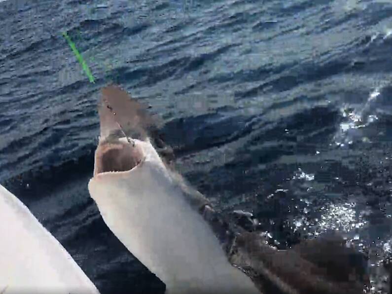 Fisherman lands huge SHARK off Wexford coast