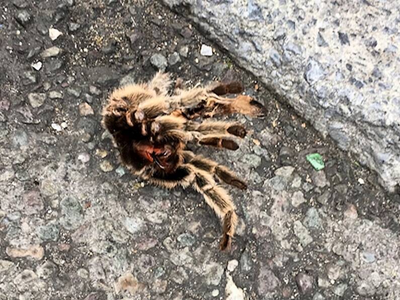 Someone spotted a 'Tarantula' on a Tralee street over the weekend