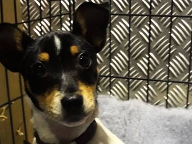 Revenue seize Jack Russell puppy at Dublin Port