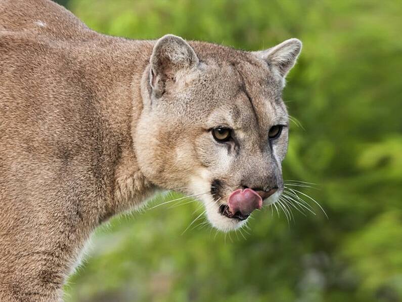 Gardai say no official reports of 'puma' sightings in Cork despite growing rumours