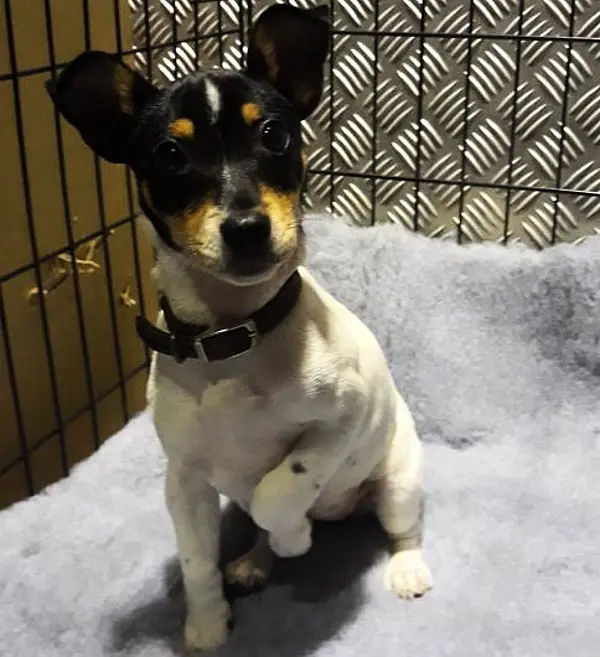 Revenue seize Jack Russell puppy at Dublin Port