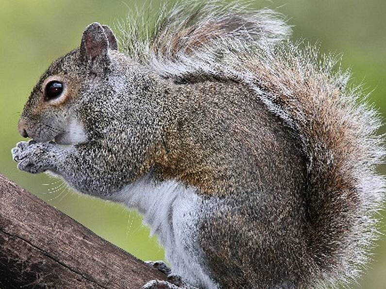 Flight delayed after passenger refuses to fly without her 'emotional support squirrel'