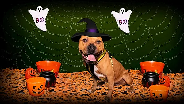 How to keep your children and pets safe this Halloween