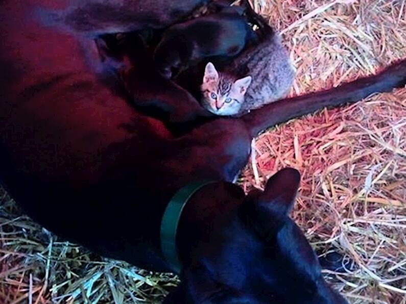 Stray kitten finds a purr-fect new home among litter of greyhounds