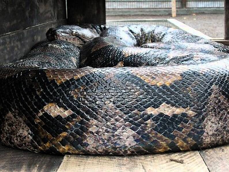 Snaking Around: Python scares unsuspecting Chinese bank workers