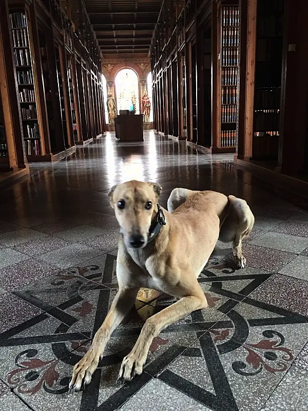 Meet the retired Irish greyhound who is now living his best life in Austrian monastery