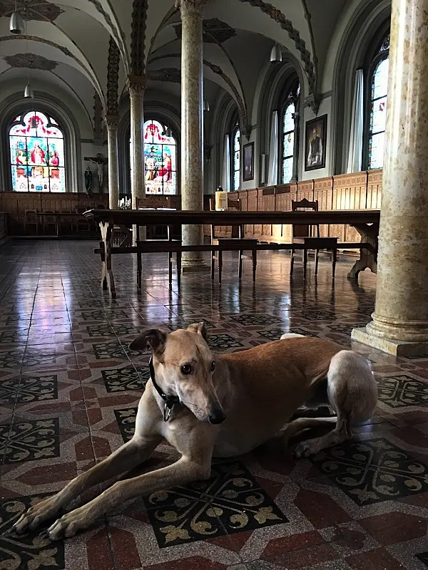 Meet the retired Irish greyhound who is now living his best life in Austrian monastery