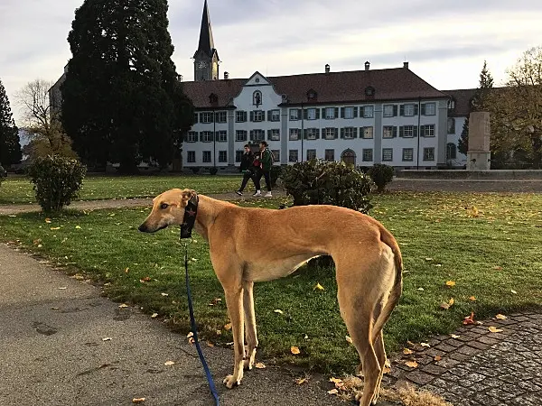 Meet the retired Irish greyhound who is now living his best life in Austrian monastery