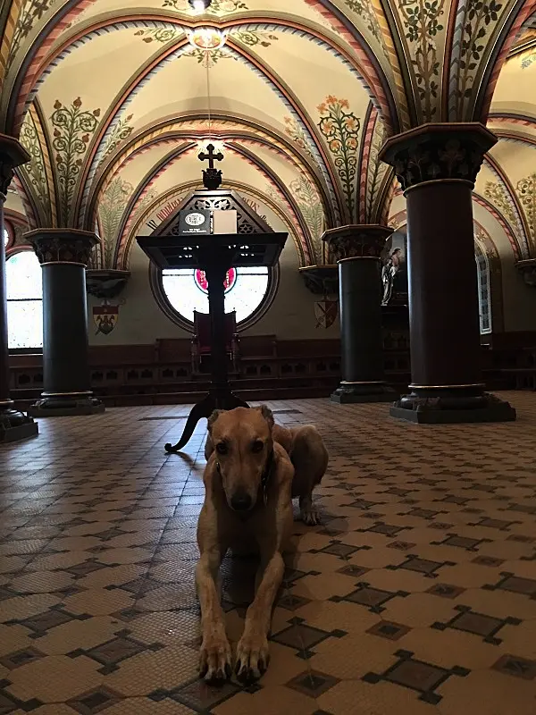 Meet the retired Irish greyhound who is now living his best life in Austrian monastery