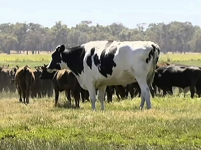 Knickers the cow saved from the chop for being too big