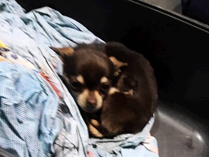 Chihuahua puppy seized at Dublin Port