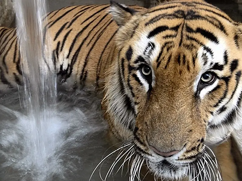 Villagers crush tigress to death with tractor in India wildlife reserve