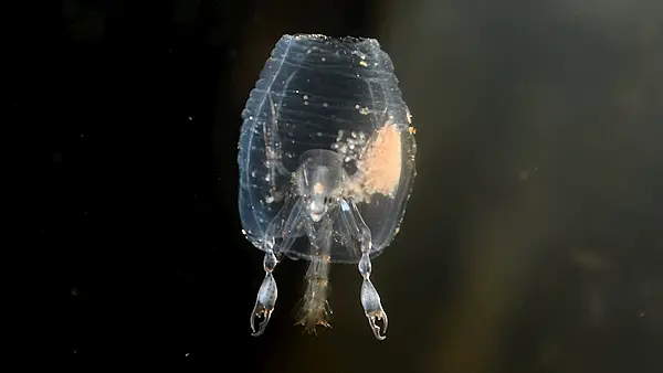 Alien fish said to have inspired iconic movie 'Alien' land off the Kerry coast