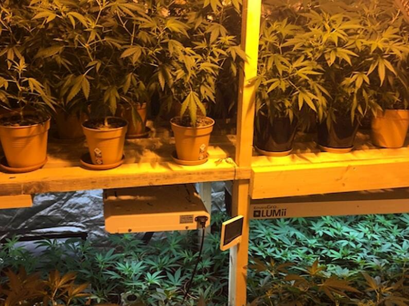 Gardaí uncover grow house in Monaghan with more than 300 cannabis plants