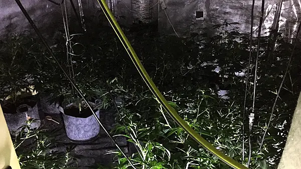 Gardaí uncover grow house in Monaghan with more than 300 cannabis plants