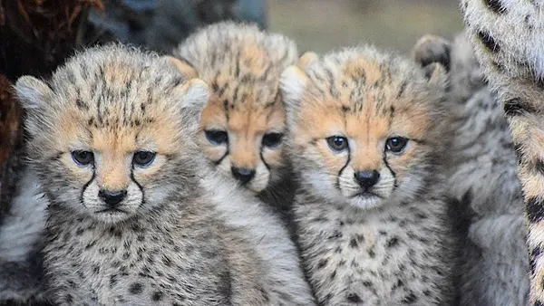 Fota Wildlife Park welcomes four adorable Northern cheetah cubs