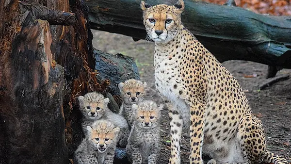 Fota Wildlife Park welcomes four adorable Northern cheetah cubs