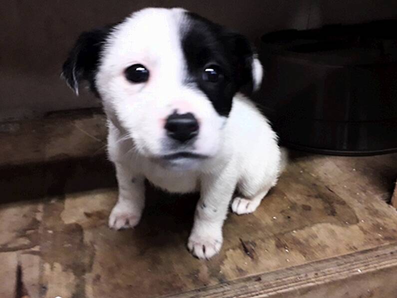 Puppies left under rubbish pile saved after passer-by hears their cries