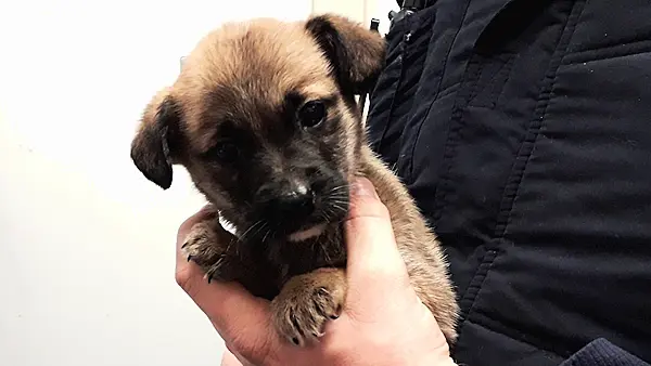 Puppies left under rubbish pile saved after passer-by hears their cries