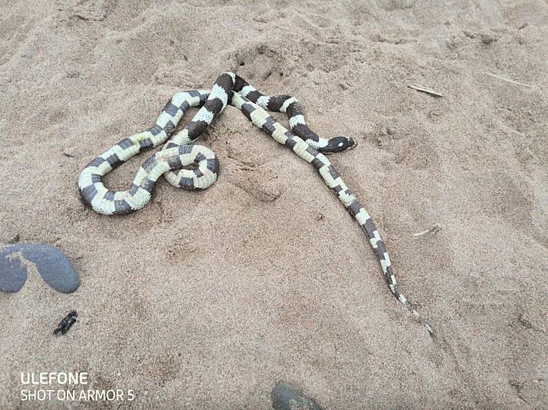 Snake rescued after being found on an Irish beach