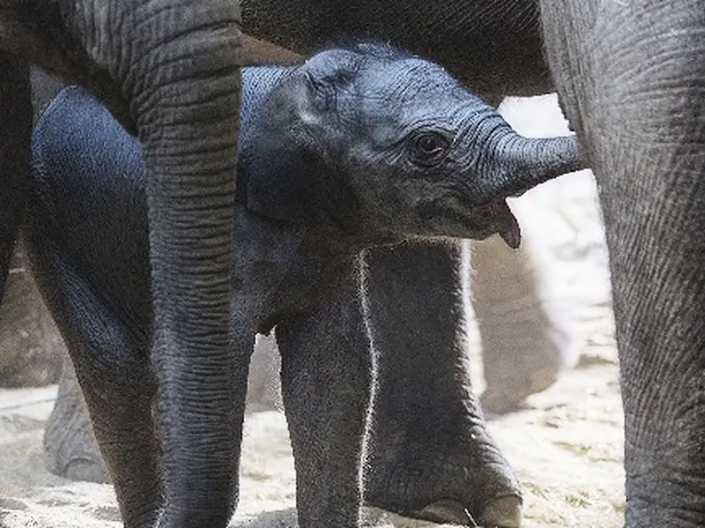 Government to intervene and support Dublin Zoo and Fota Wildlife Park