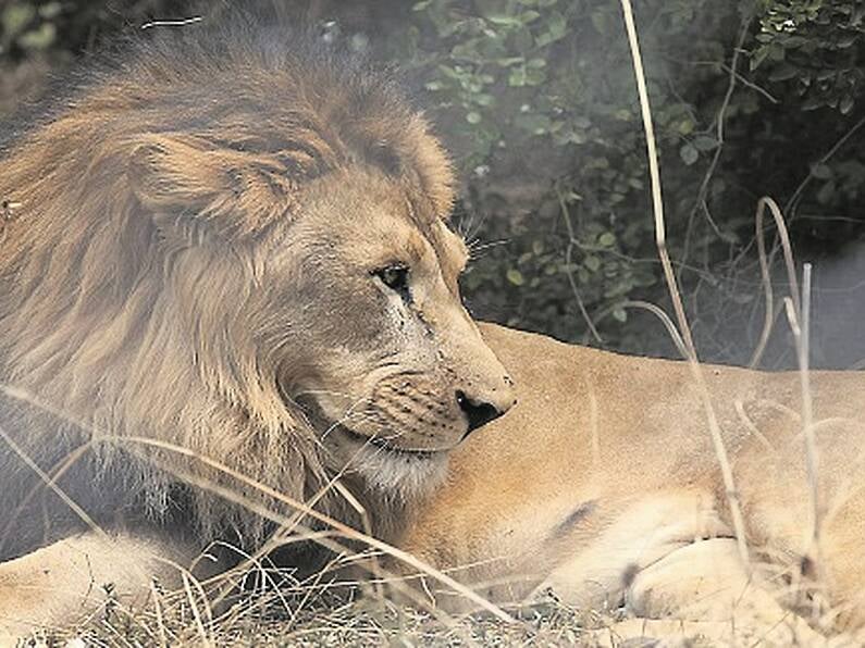 Man mauled to death by lions in Indian Zoo