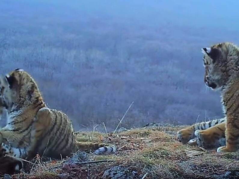 WATCH: Rare footage shows tiger cubs playing in Russia