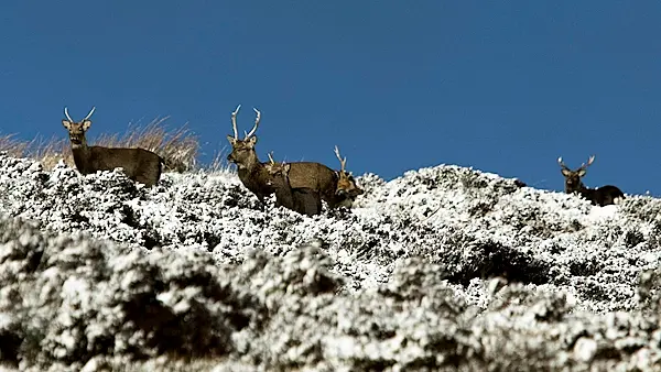 Watch as snow turns Ireland into a winter wonderland