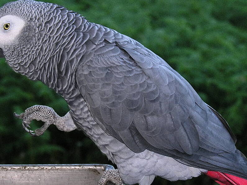 Parrot found on Dublin Airport runway reunited with owner through Lidl store poster in most Irish exchange