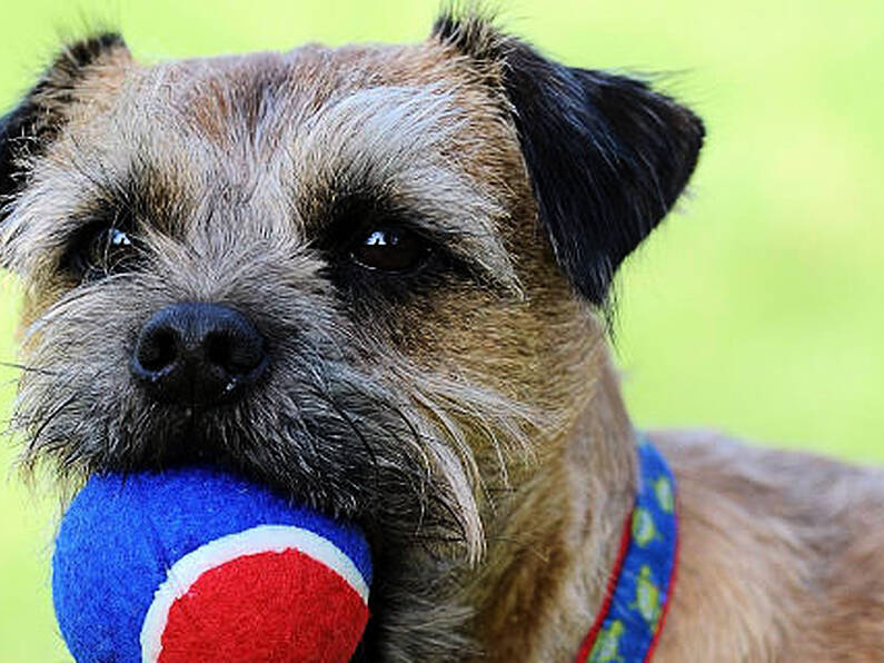 Dogs Trust report 'alarming' number of calls from people wanting to give up dogs after Christmas