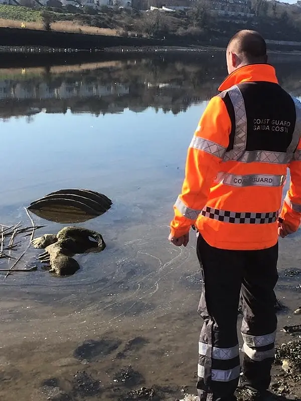 Irish Coast Guard called to recover 'dinosaur bones' from Louth river