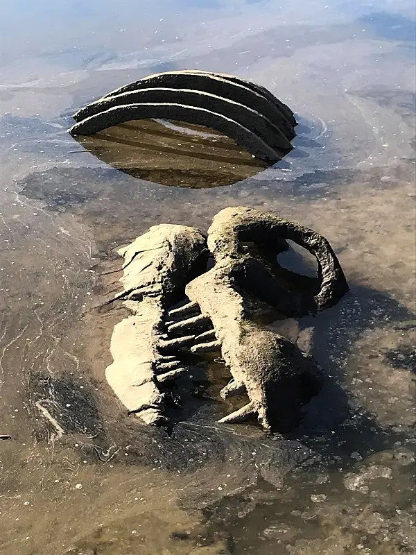 Irish Coast Guard called to recover 'dinosaur bones' from Louth river