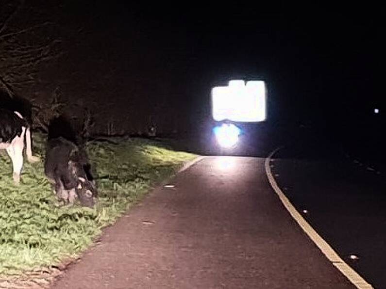 Gardai forced to close M8 due to cattle grazing on motorway