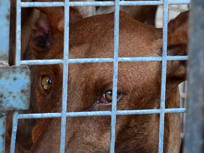 Carlow man jailed for "One of the worst cases of animal cruelty"