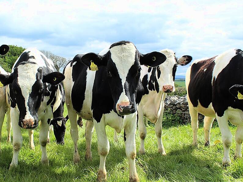 Farmers can now find love for their cows through a matchmaking app Tudder