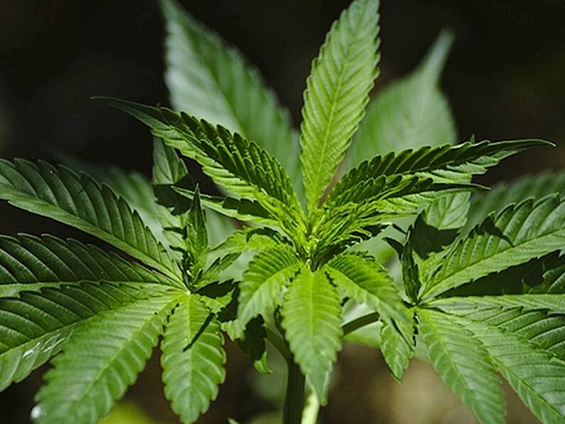 Gardaí make two arrests in Portugal in connection with cannabis growhouse found in Ireland