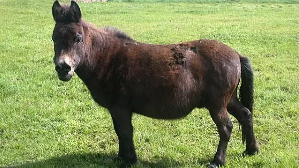 The world's oldest mule dies in Cork