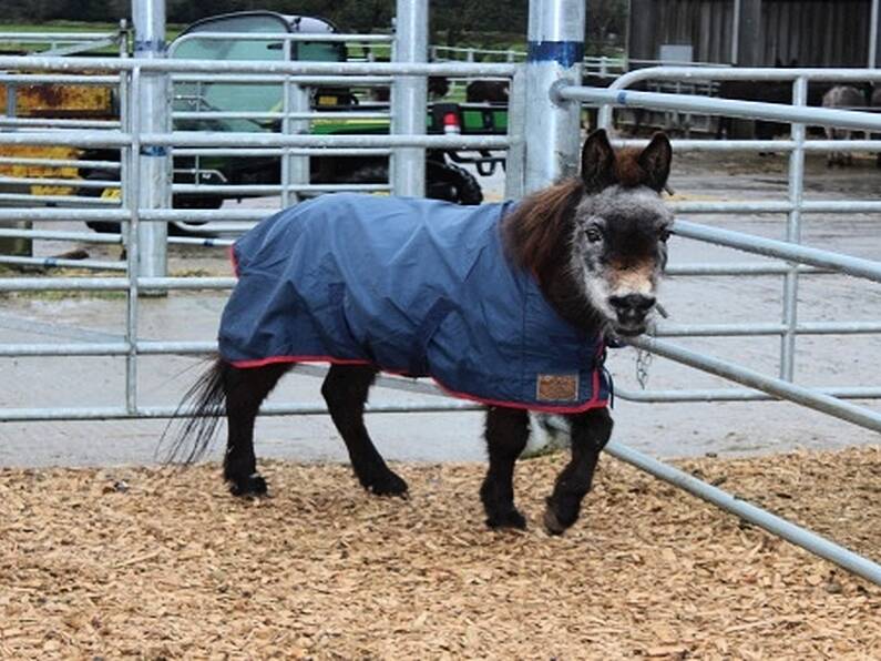 The world's oldest mule dies in Cork