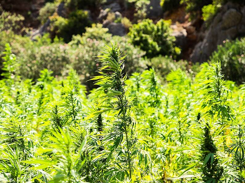 Cannabis growhouse discovered in Carlow