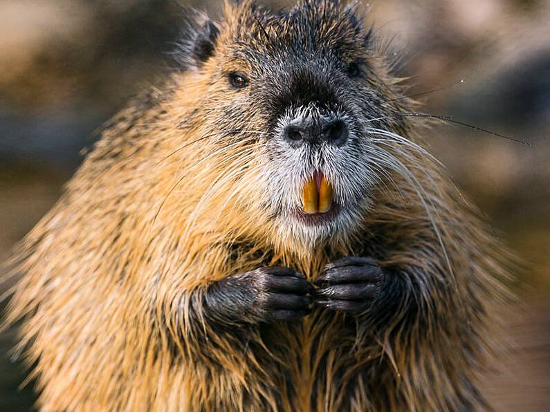 Waterways Ireland issue alert over giant ONE METRE long invasive rodent