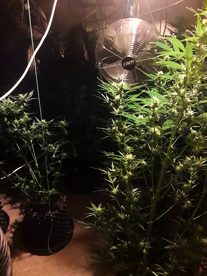 Louth gardaí investigating cannabis discovery with estimated street value of €40,000