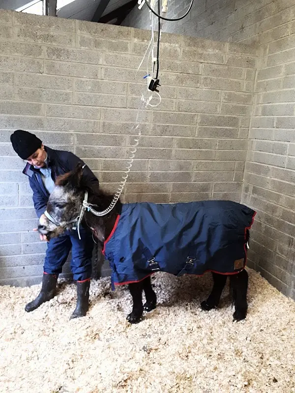 The world's oldest mule dies in Cork