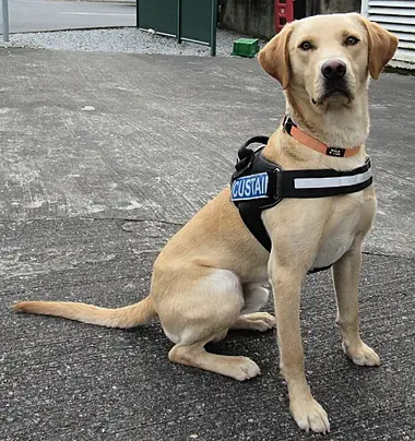 Drugs worth €100k seized in Dublin