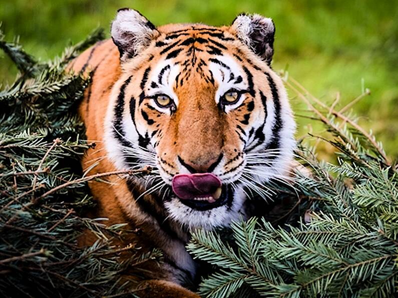 Tiger will not be put down after it attacked founder of animal rescue charity