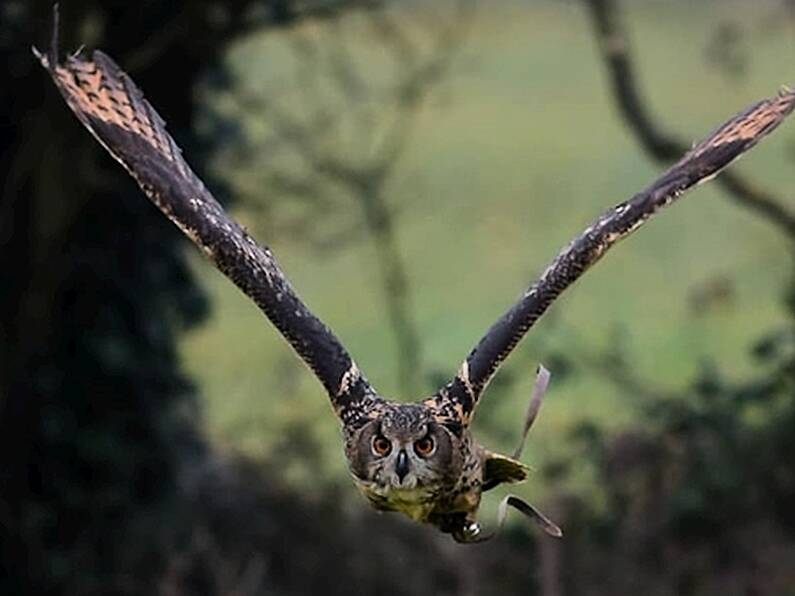 Eagle owl missing in Kildare found in tree near home