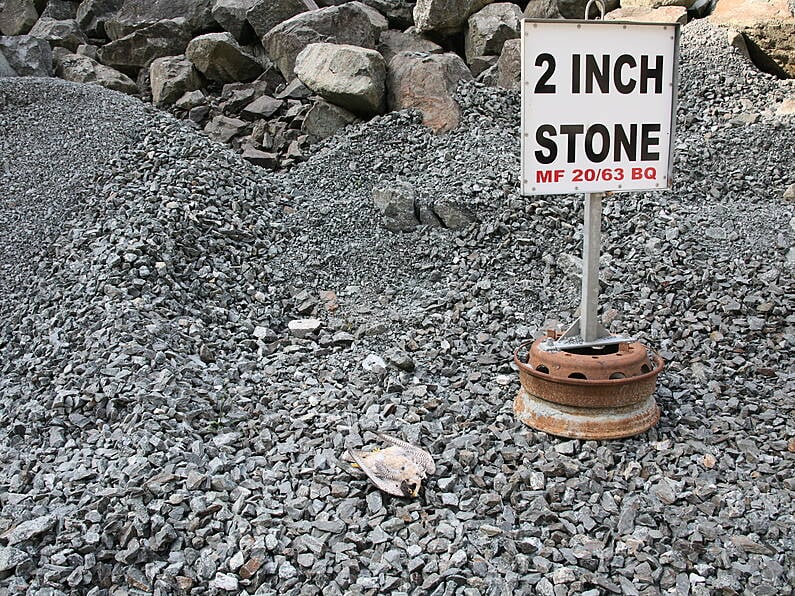 National Parks & Wildlife Service investigating discovery of two dead Peregrine Falcons in Wexford quarry