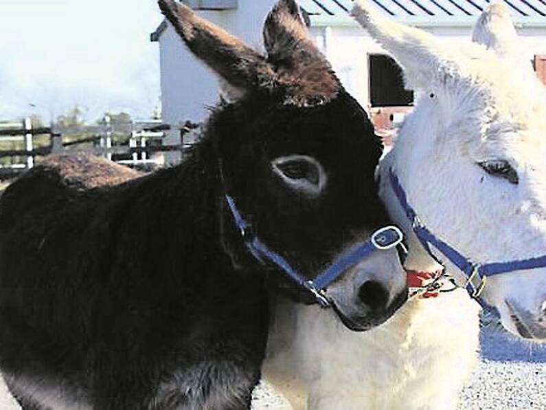 Unwanted foals being dumped nationwide in worrying trend, says The Donkey Sanctuary