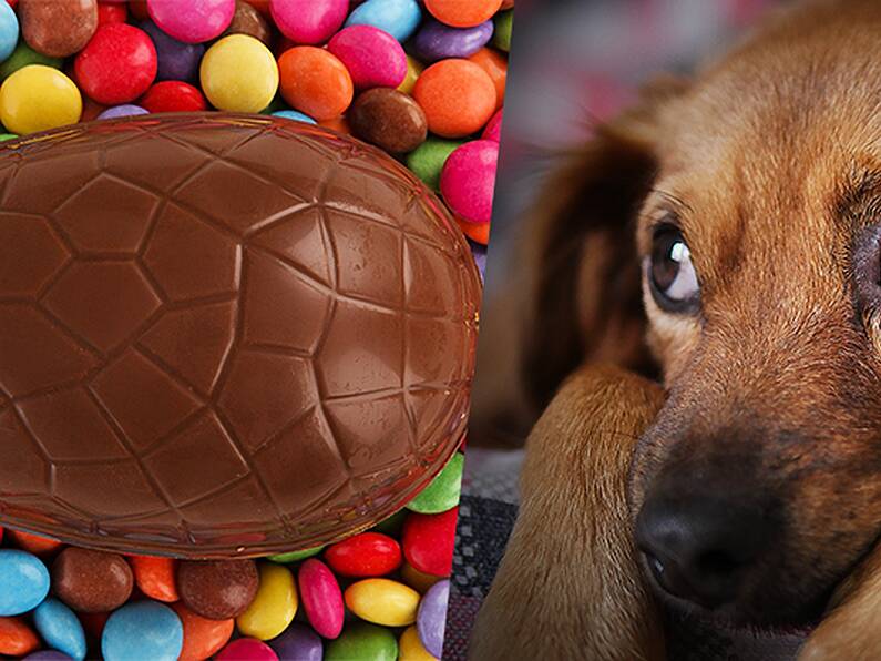 Dogs Trust warn pet owners of dangers of leaving Easter Eggs around the house