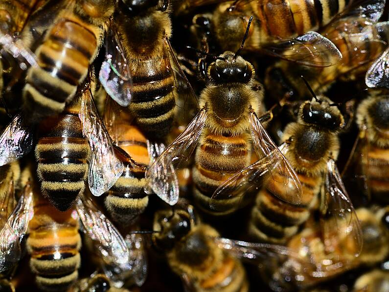 Doctors discover bees feeding on tears inside young woman's eye